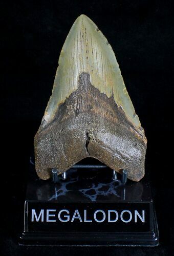 Bargain Megalodon Tooth - North Carolina #18394